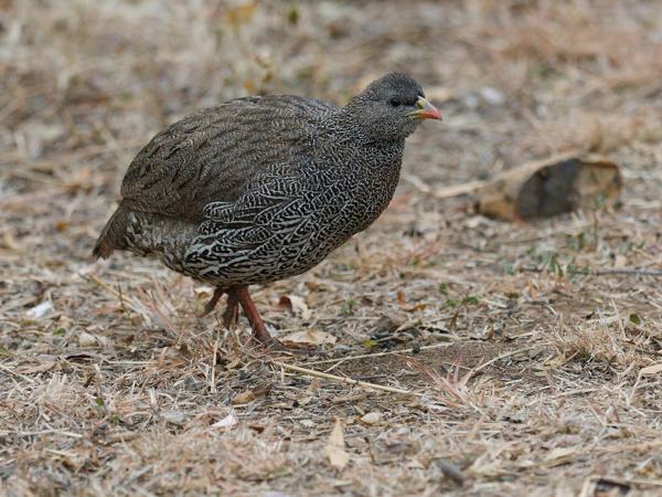<h3>Pternistis natalensis / Natal spurfowl / Natalfrankolijn</h3>OM-1 Mark II with OLYMPUS M.300mm F4.0, 1/2000 sec at F4.0, ISO 4000, distance 8.07 m